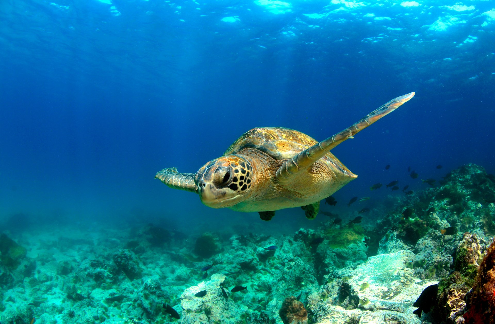 /media/green-sea-turtle-swimming-1.jpeg