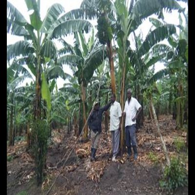 /media/ndf.fi/sites/default/files/project_image/fiefoc_1_banana_growers_in_rukungiri_district.jpg